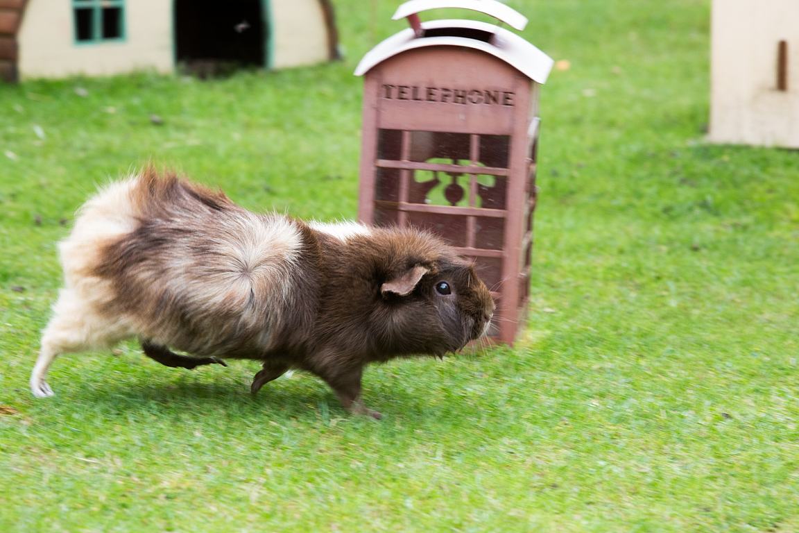 荷兰猪的前生今世,荷兰猪是怎么演变成的
