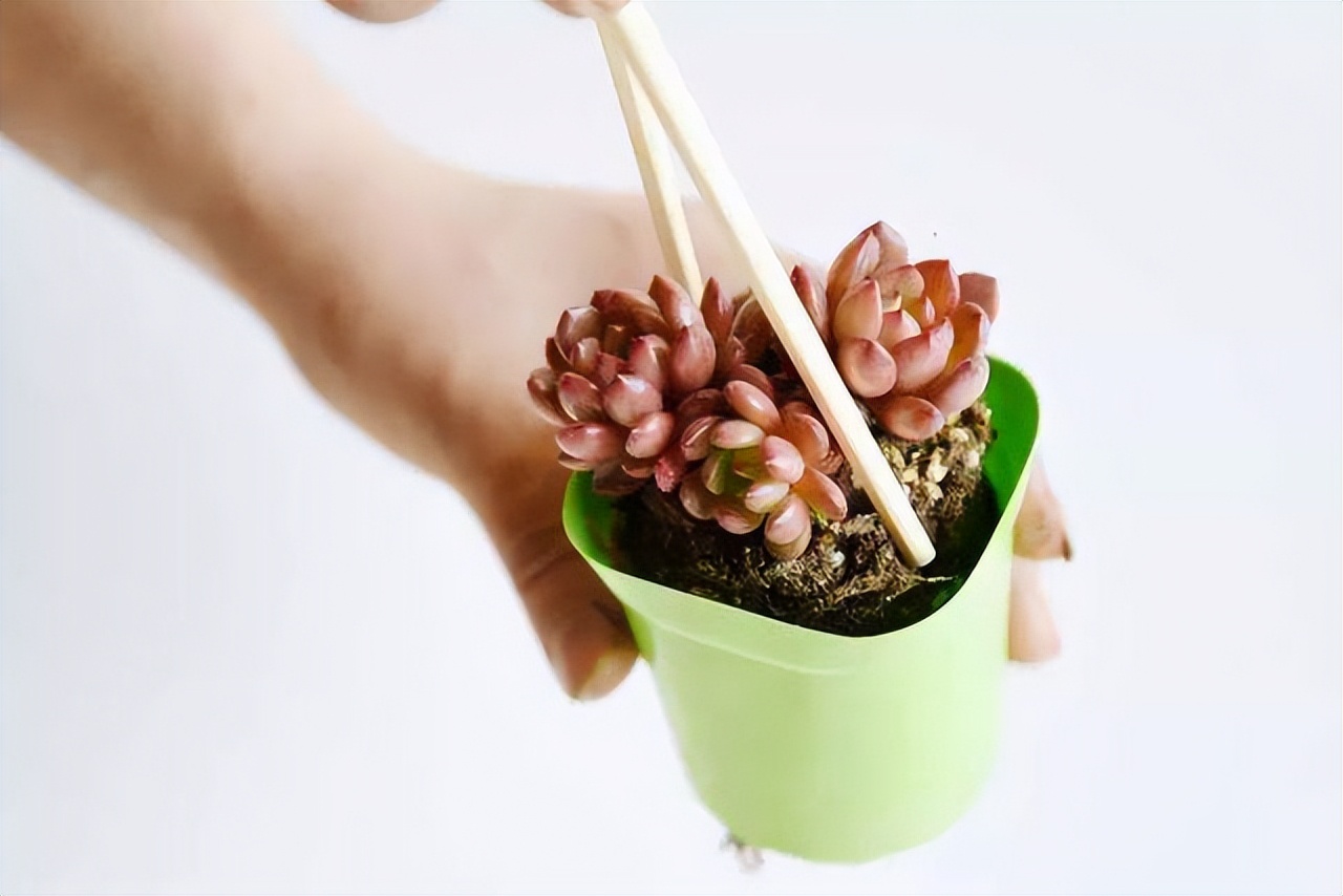 多肉植物存活率多少合适,网购的多肉怎么样快速养好根