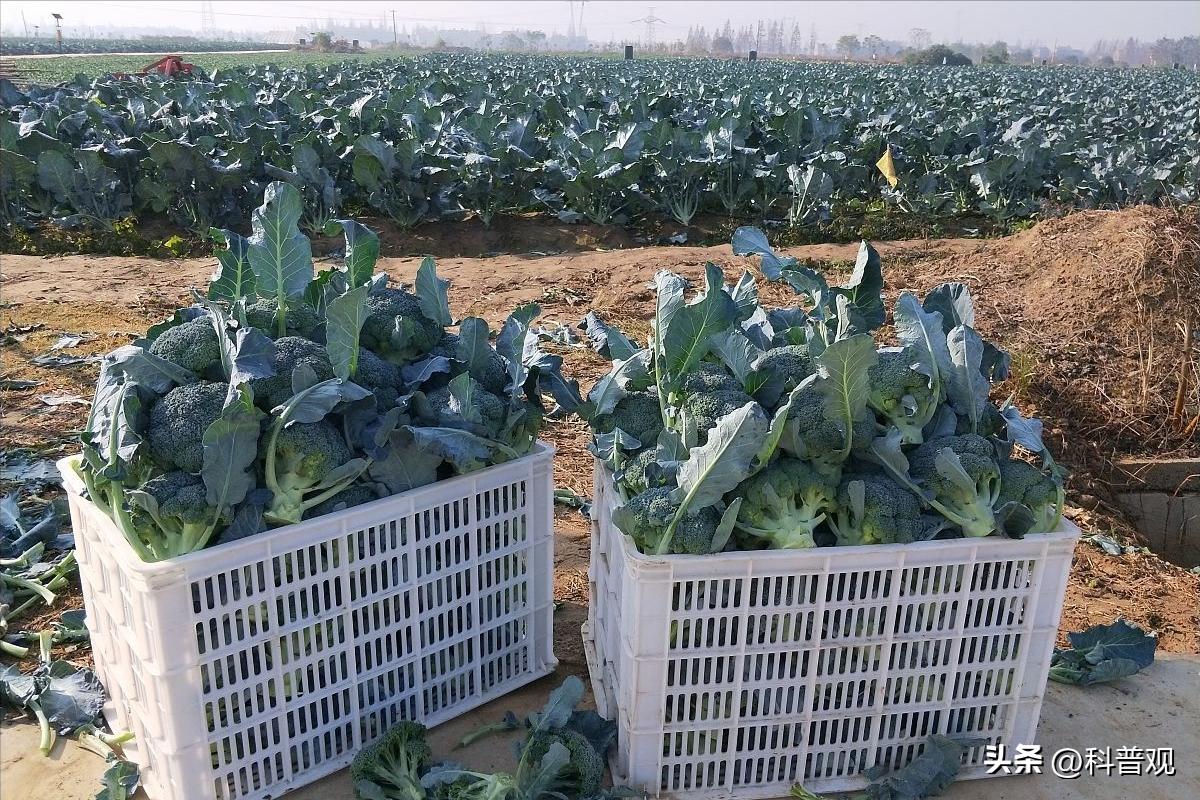 日本垄断中国市场百分之多少,日本垄断的西兰花