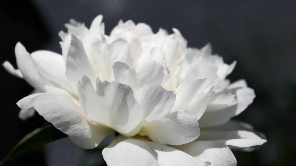 白牡丹花的花语和寓意,关于牡丹的花语和寓意是什么意思