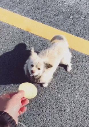 瘫痪狗狗惨遭主人遗弃,狗狗被遗弃到救助站