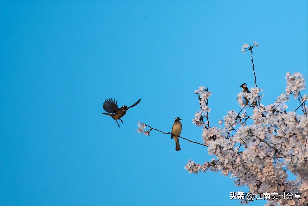 太湖鼋头渚樱花谷唯美浪漫,无锡太湖鼋头渚赏樱攻略