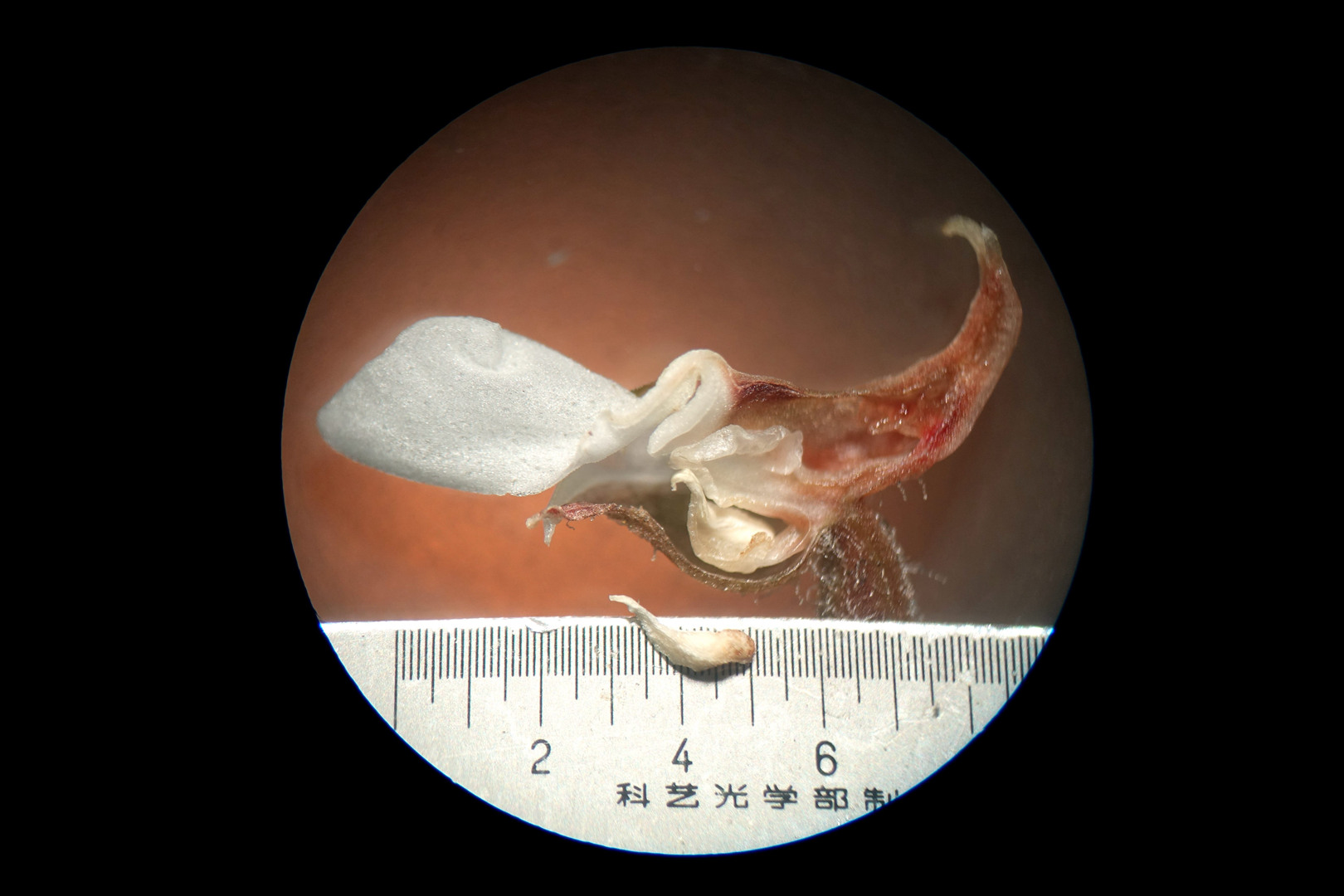 海曙龙观乡深山中首次发现珍稀兰科植物——浙江金线兰