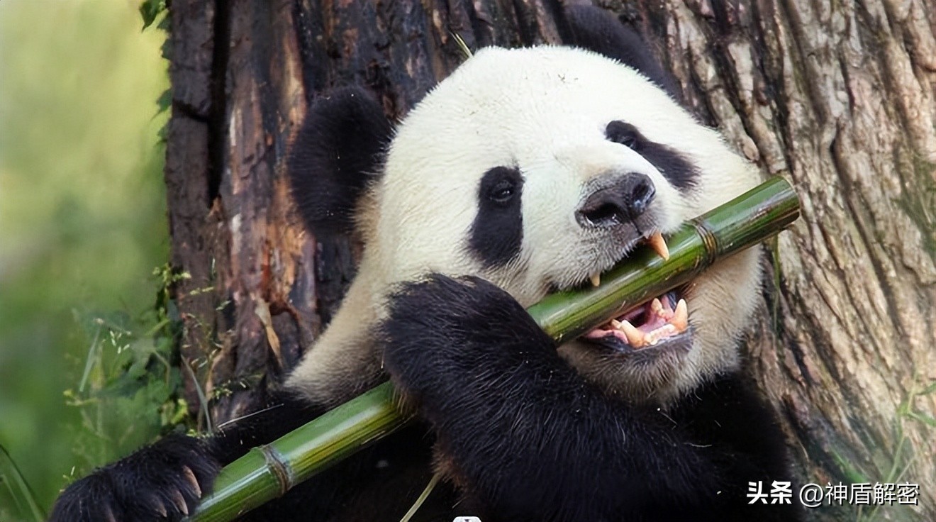 同样都是租借大熊猫,为啥卡塔尔一次就成功,印度求借14次被拒绝