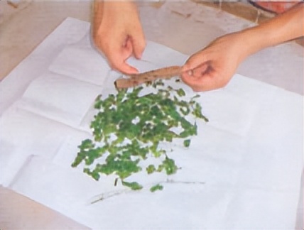 飞蚁防治小妙招,收获蚁怎样保产