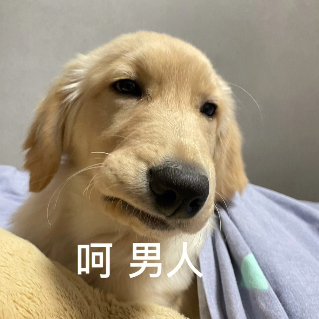 世界上最有安全感的狗狗排名,警惕性很高战斗力很强的狗狗