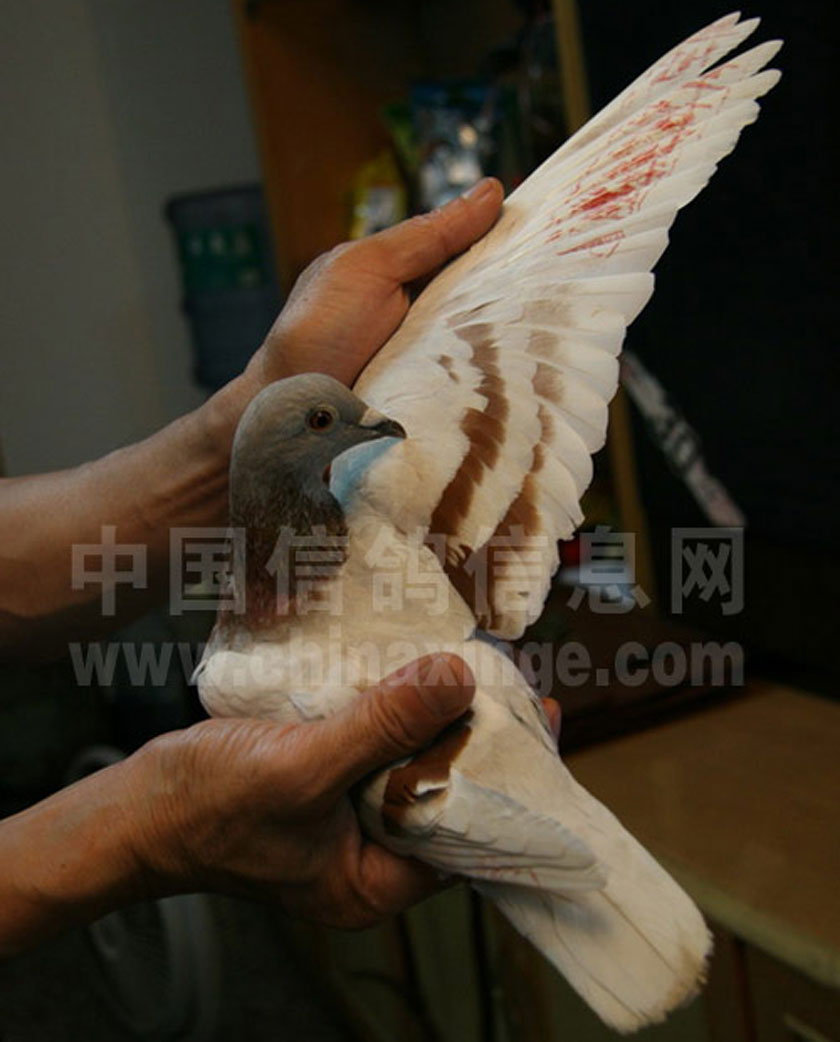 哈密超远程冠军信鸽图片,超远程赛鸽纪录