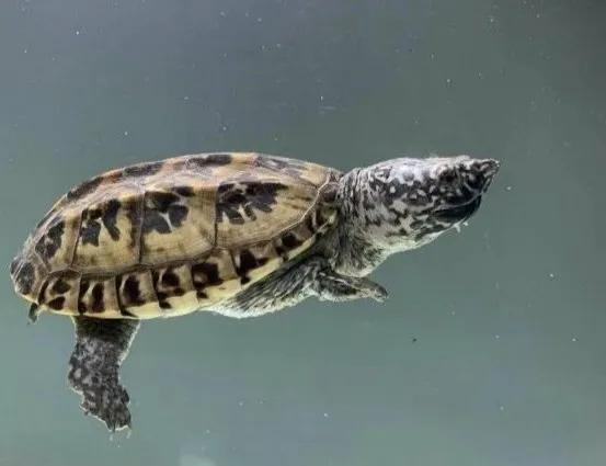 宠物水龟治疗,为什么花龟会腐皮