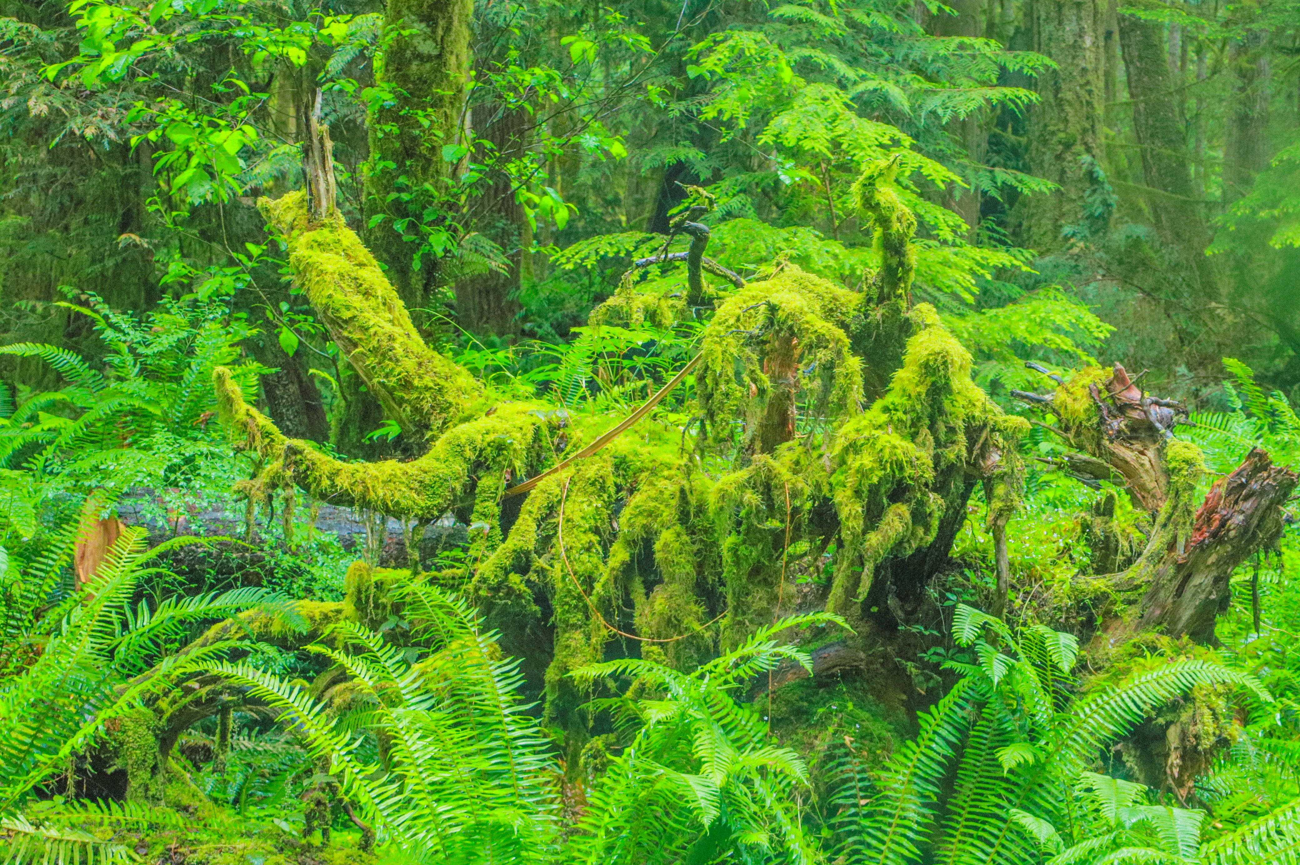 西雅图的“小九寨”，暮光之城取景地，夏天避暑太治愈了