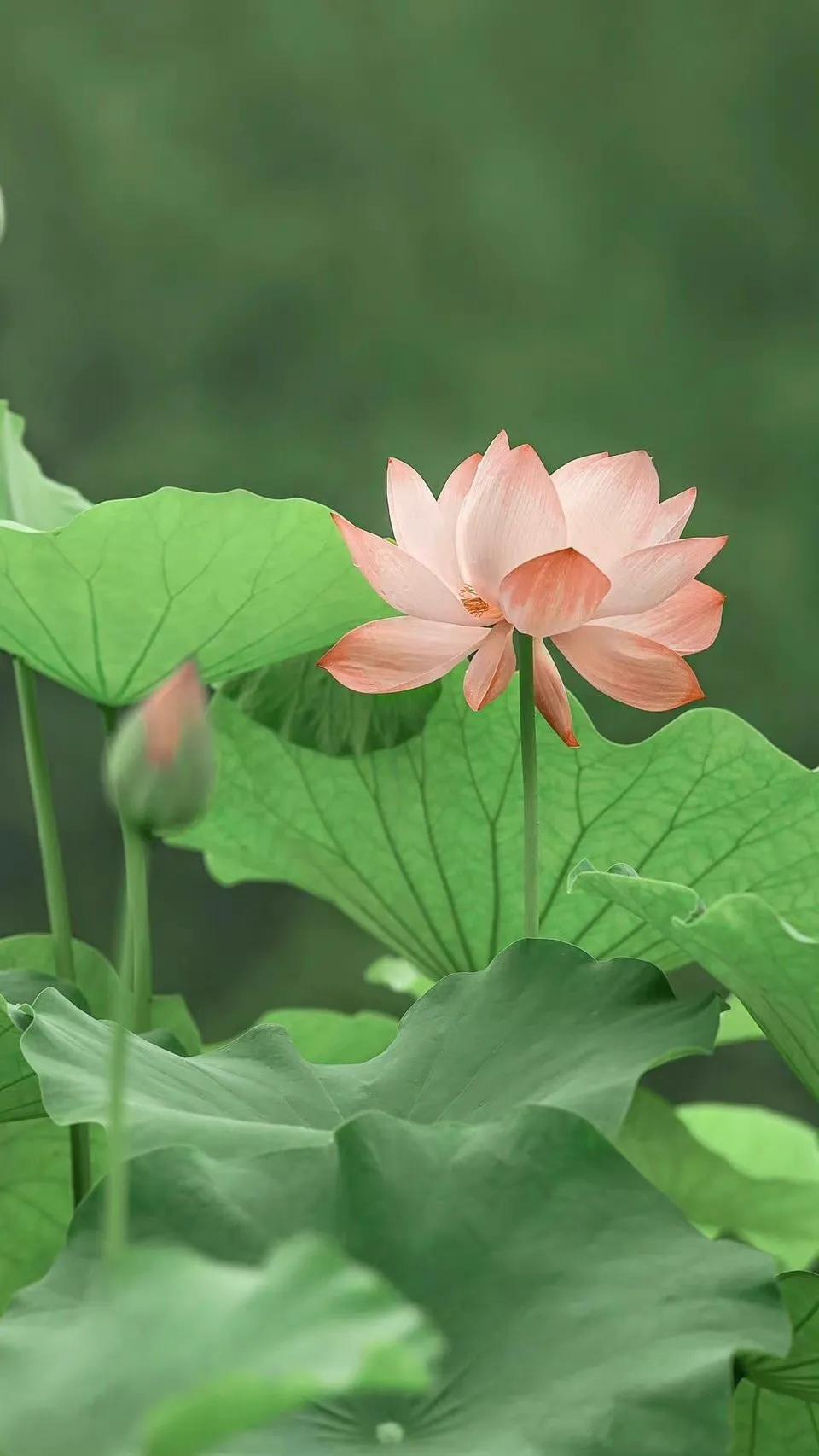 荷花荷叶壁纸图片大全,荷叶手机壁纸高清图片