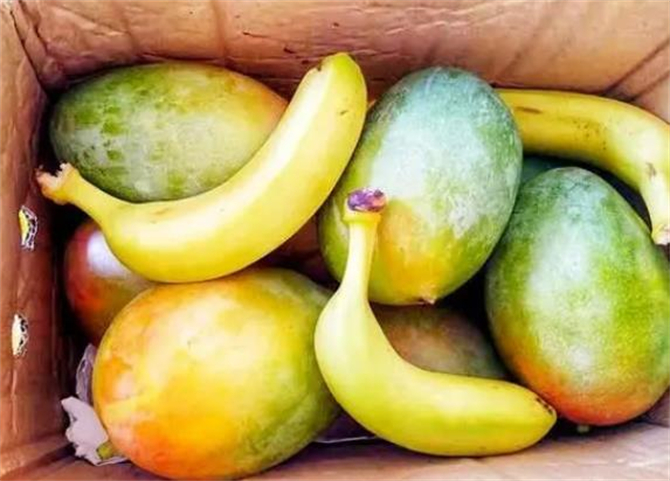 芒果又青又软,芒果又酸又硬怎么办