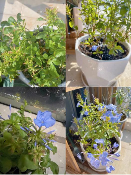 最旺家庭的6种花你家里有吗,家里有这6种花