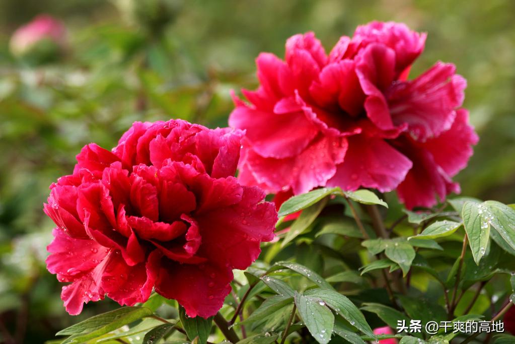 散文游记旅行,散文作文旅行