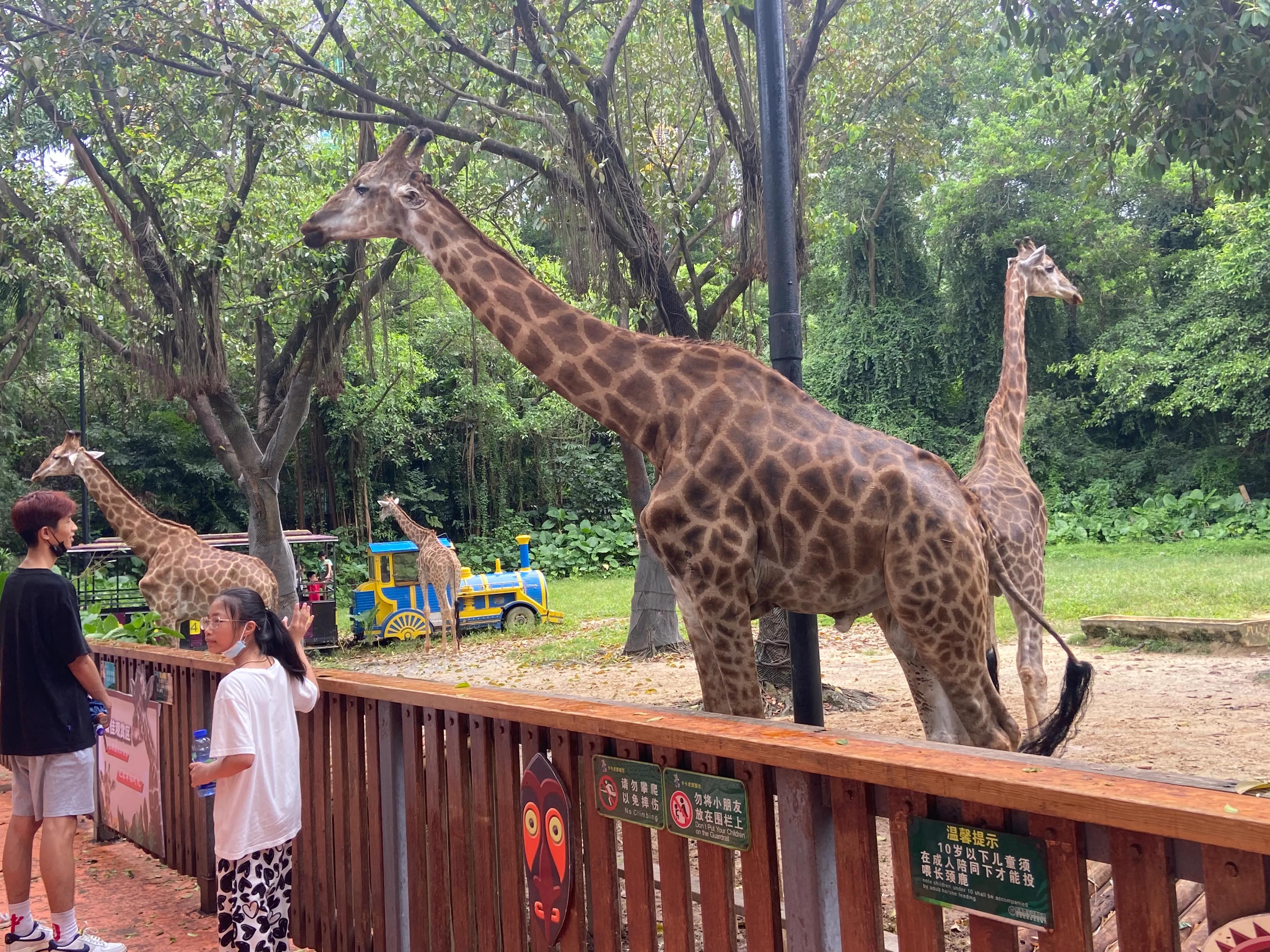 广州长隆野生动物园保姆级攻略,佛山去广州长隆野生动物园攻略