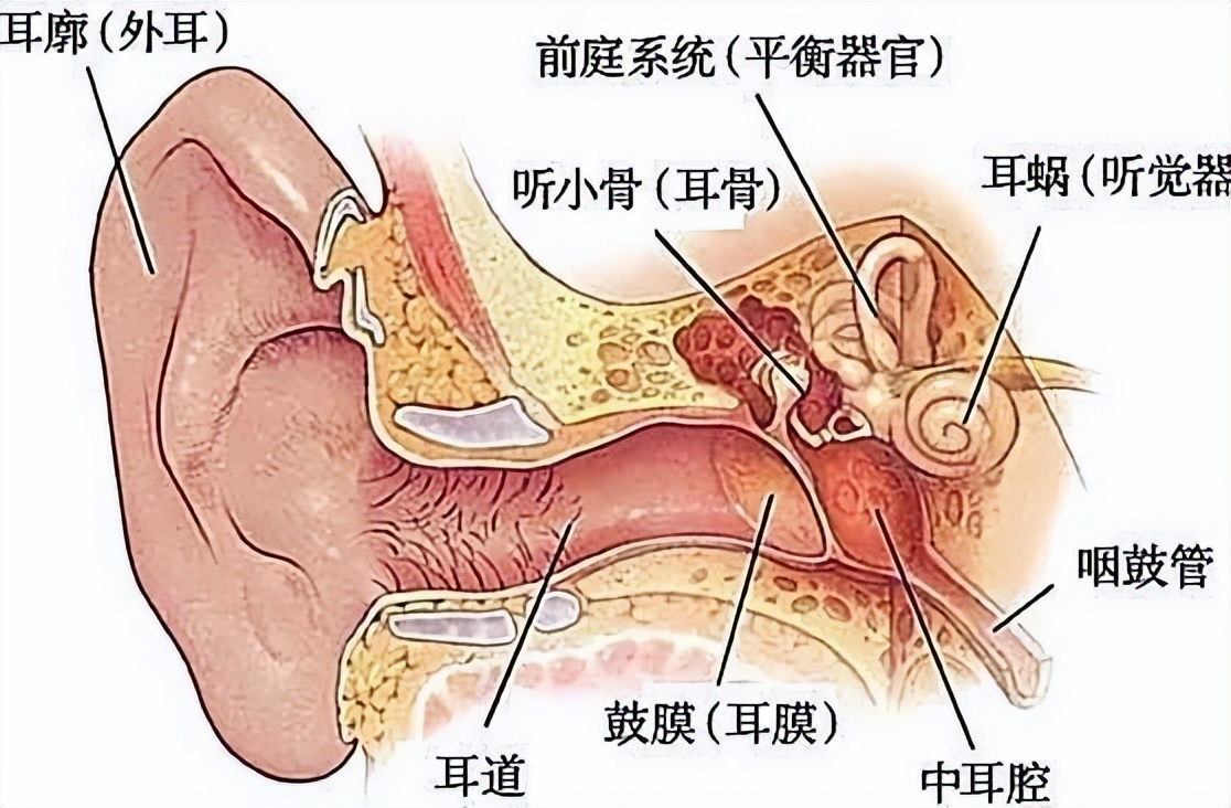新冠中耳炎很快恢复妙招,新冠后中耳炎的症状表现