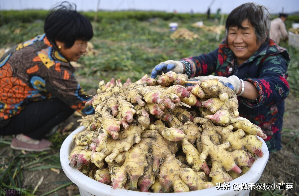 大姜怎样种植才能更高产？大姜膨大期管理应当抓住哪几个重点？