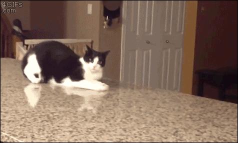 两只猫打架喵星人殊死搏斗满嘴毛,两只猫打架互拔胡子