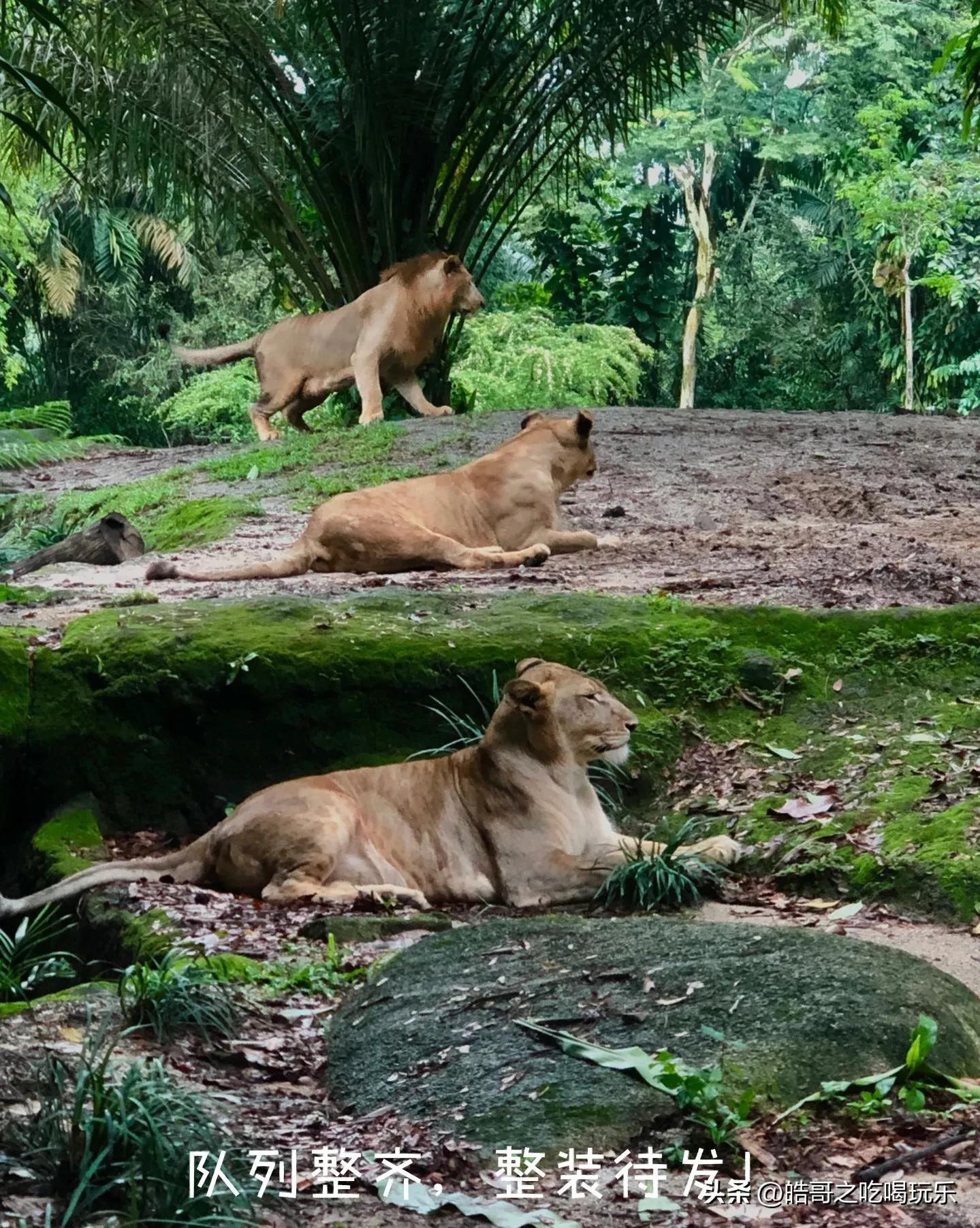 新加坡马来西亚穷游攻略,穷游攻略新加坡点滴时光