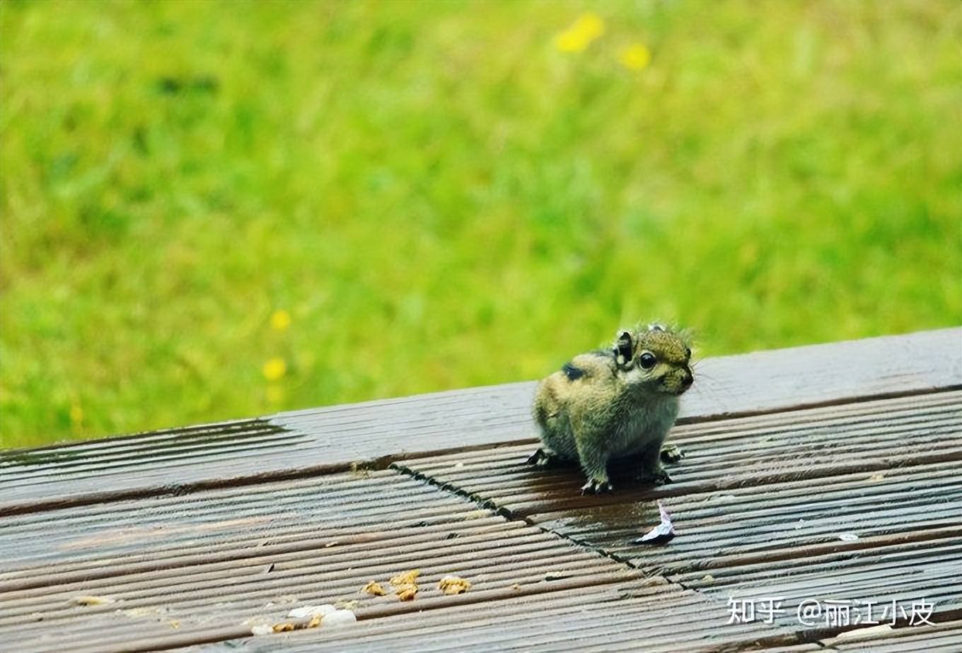 香格里拉自由行旅游线路,云南大理丽江香格里拉自由行攻略