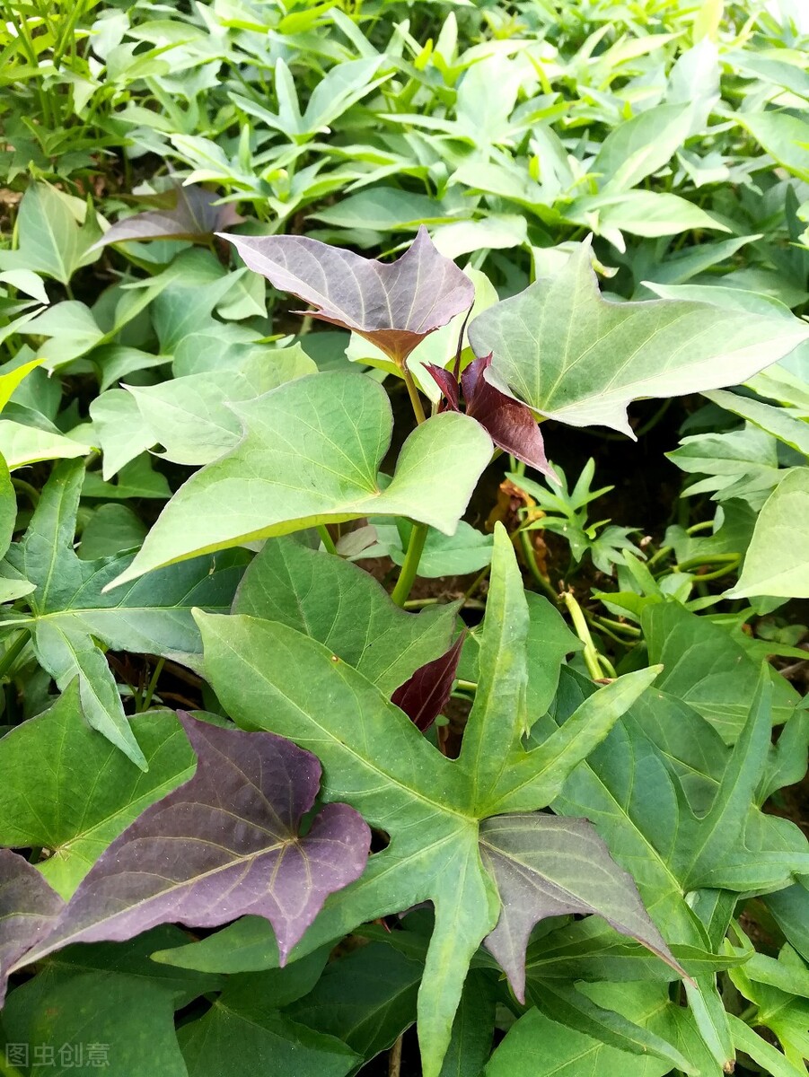 养猪户的技巧和方法,农家养猪小诀窍