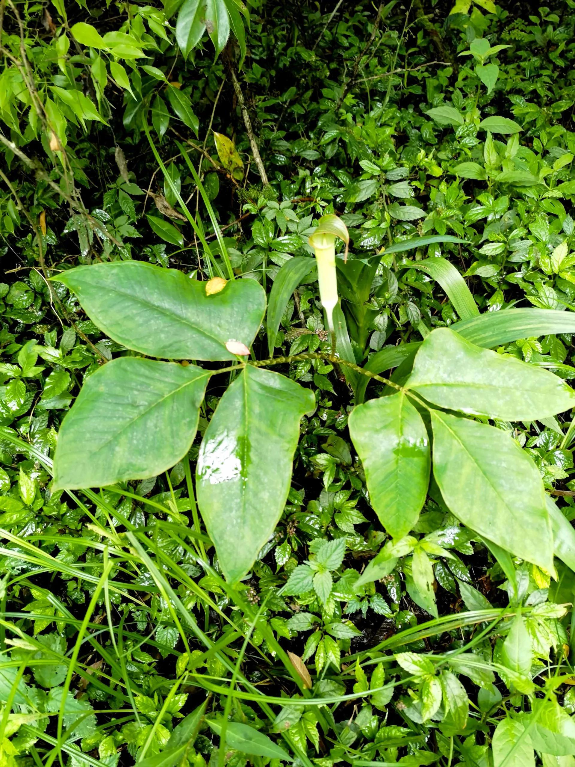 蛇最怕的植物和草,蛇最怕的几种动物分别是谁