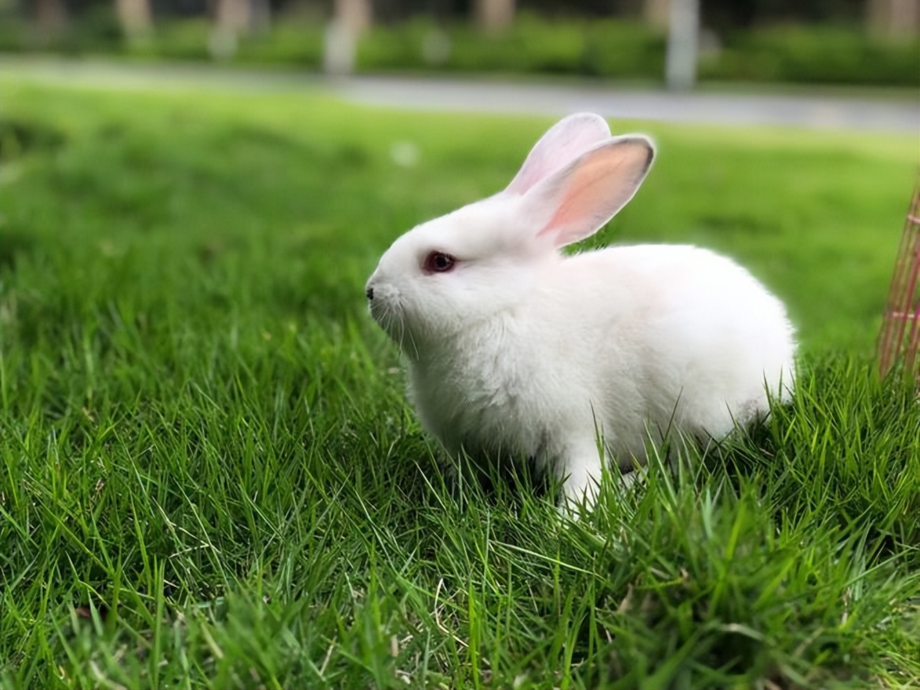 短毛兔和长毛兔小时候的区别,短毛和长毛的区别图片