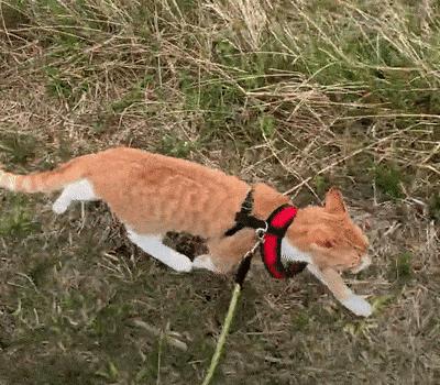 捡来的小橘把狗当妈妈,开始逐渐狗化,一起拆家、听指令、游泳…