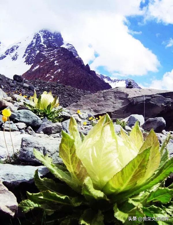 大美新疆的风景有哪些,大美新疆北疆美