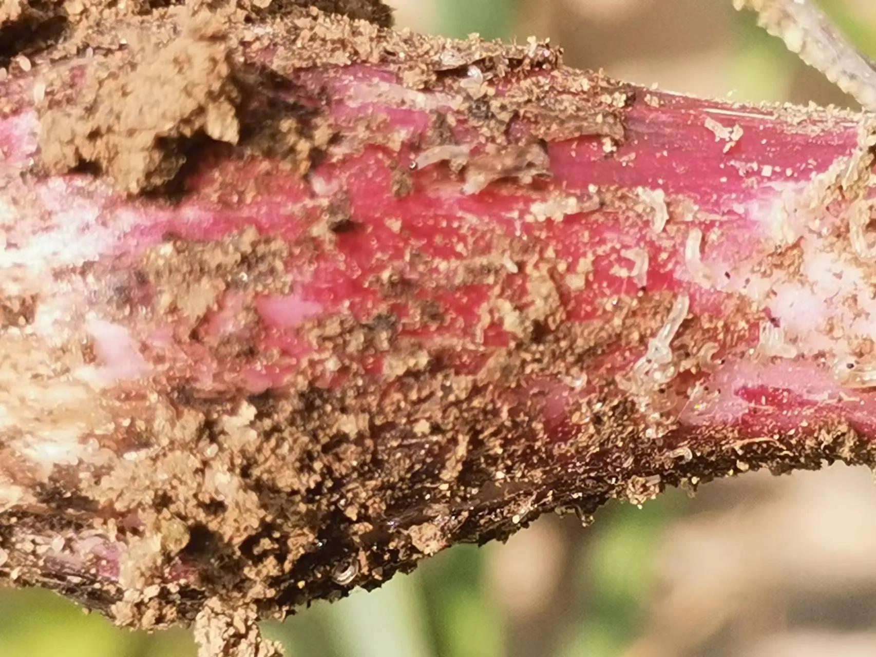蒜苗的尖发黄能用小苏打和白醋,冬天蒜苗叶片发黄怎么回事
