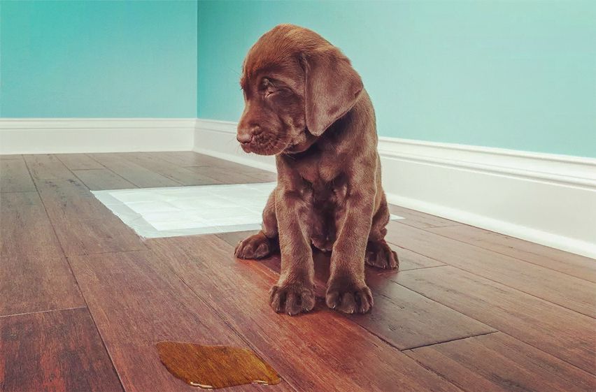 狗狗的一些动作说明狗狗生病了,这5个信号是狗狗生病的标志