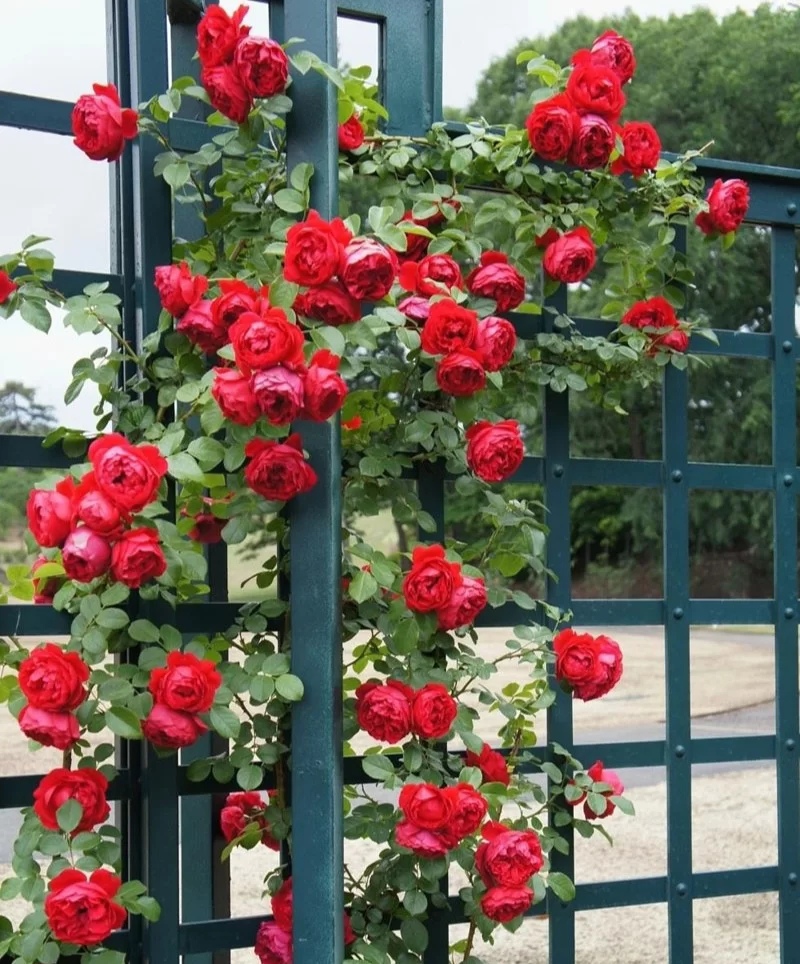 光照不足也能猛开花的藤本月季,抗病好养勤花的藤本月季品种