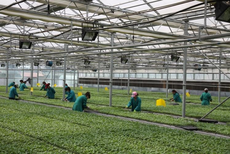 农业营销策略分析,农业品牌的营销策略