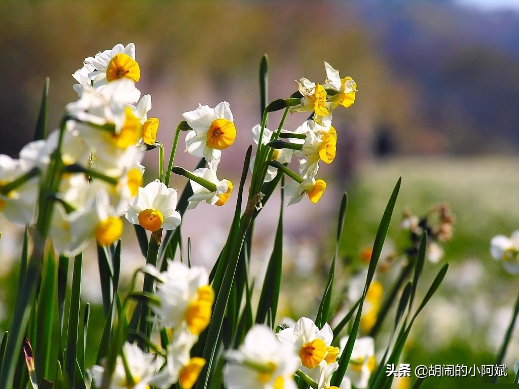 水仙花开了一次花以后怎么养,水仙干枯了怎么救活