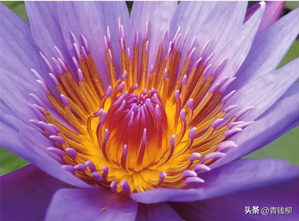 独家揭秘南国花城夏季四季惊艳