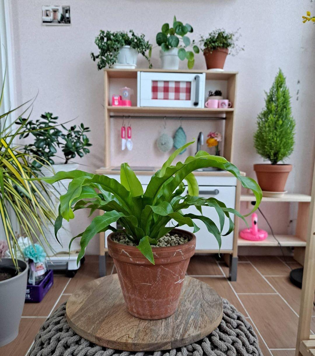 家庭客厅养什么花好看又旺财,客厅最吉祥的三种花