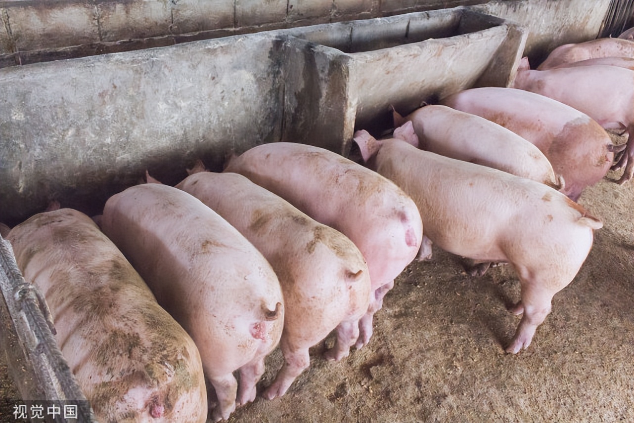猪口蹄疫最好的治疗方法和特效药,口蹄疫紧急治疗和预防猪口蹄疫