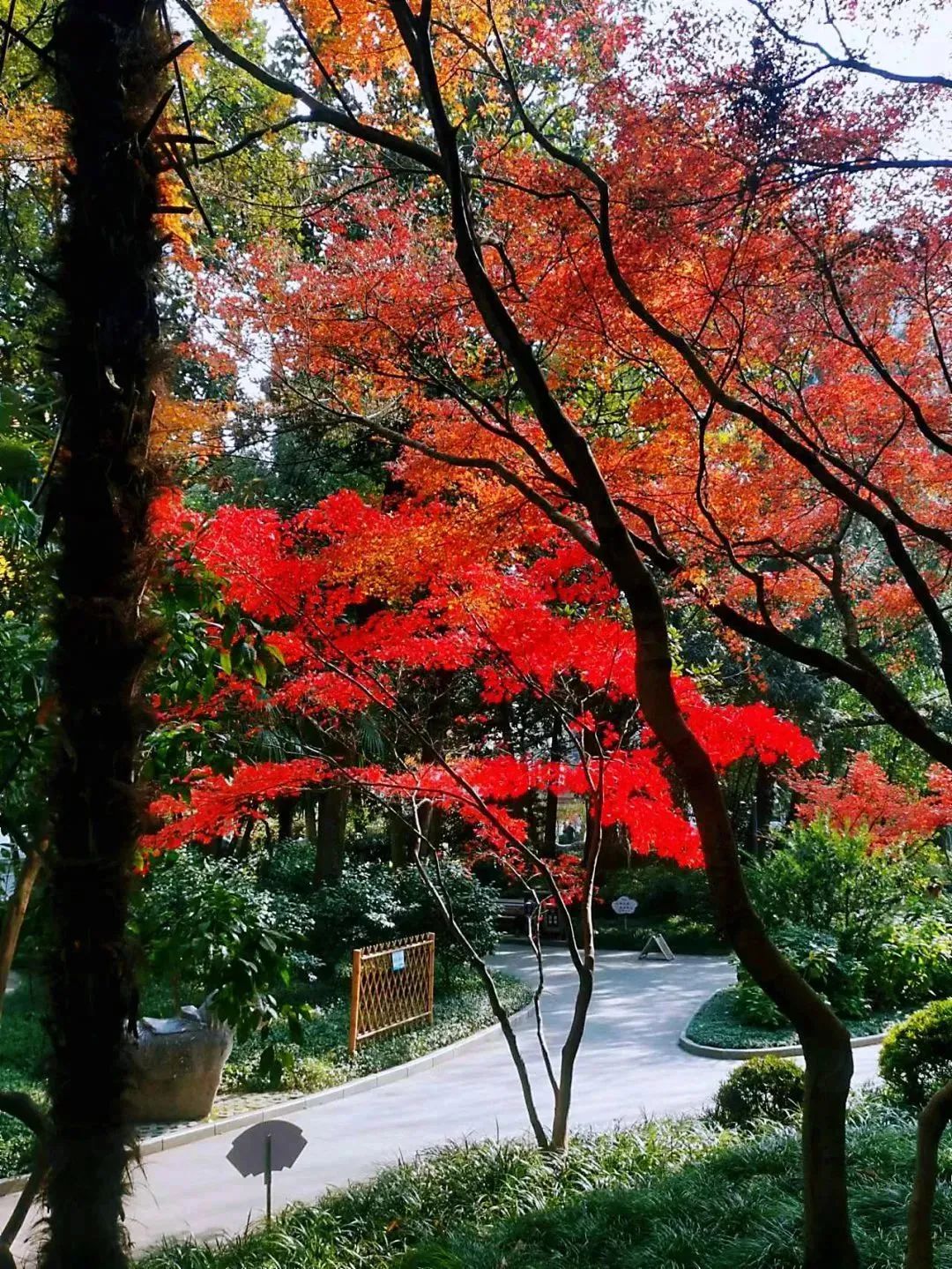 枫红、杏黄，色彩“撞”得明媚，徐汇的初冬抬头是画，低头为诗