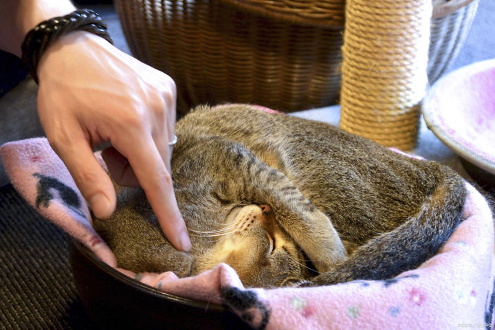 猫咪常见眼病的治疗方法,治疗猫咪常见疾病的几种药