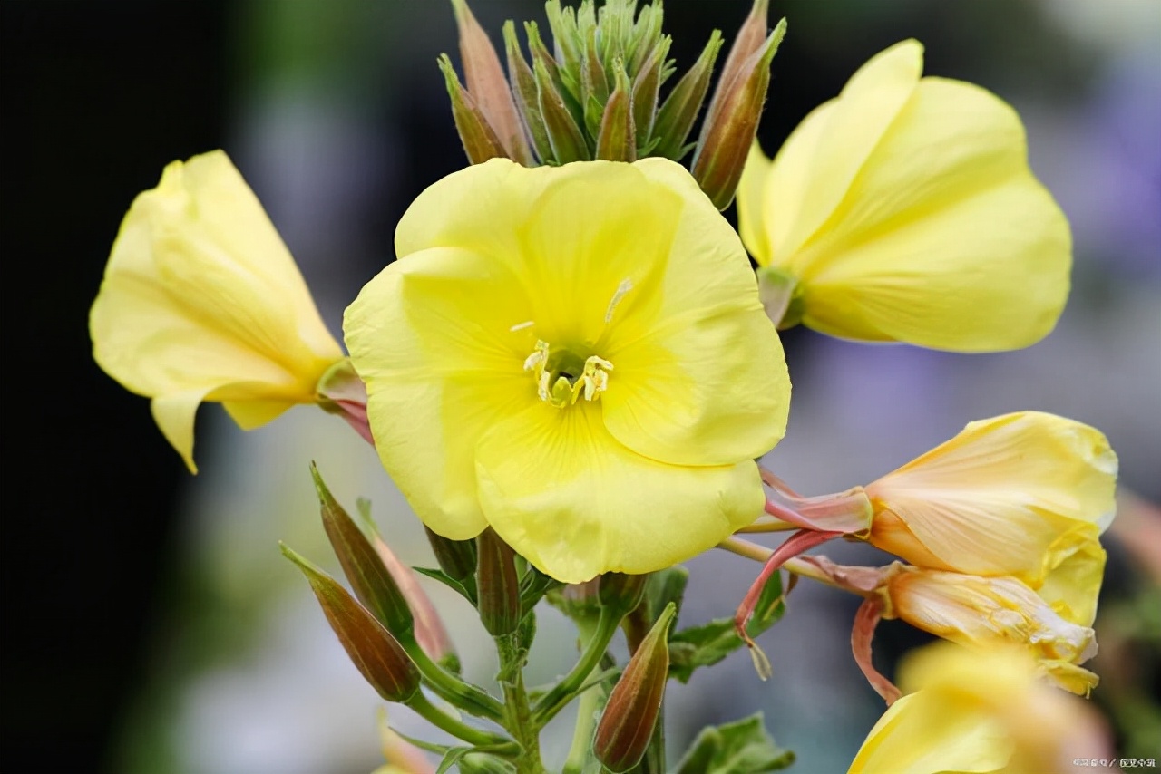 封闭阳台适合养什么花不死,从风水角度看封闭阳台养什么花好