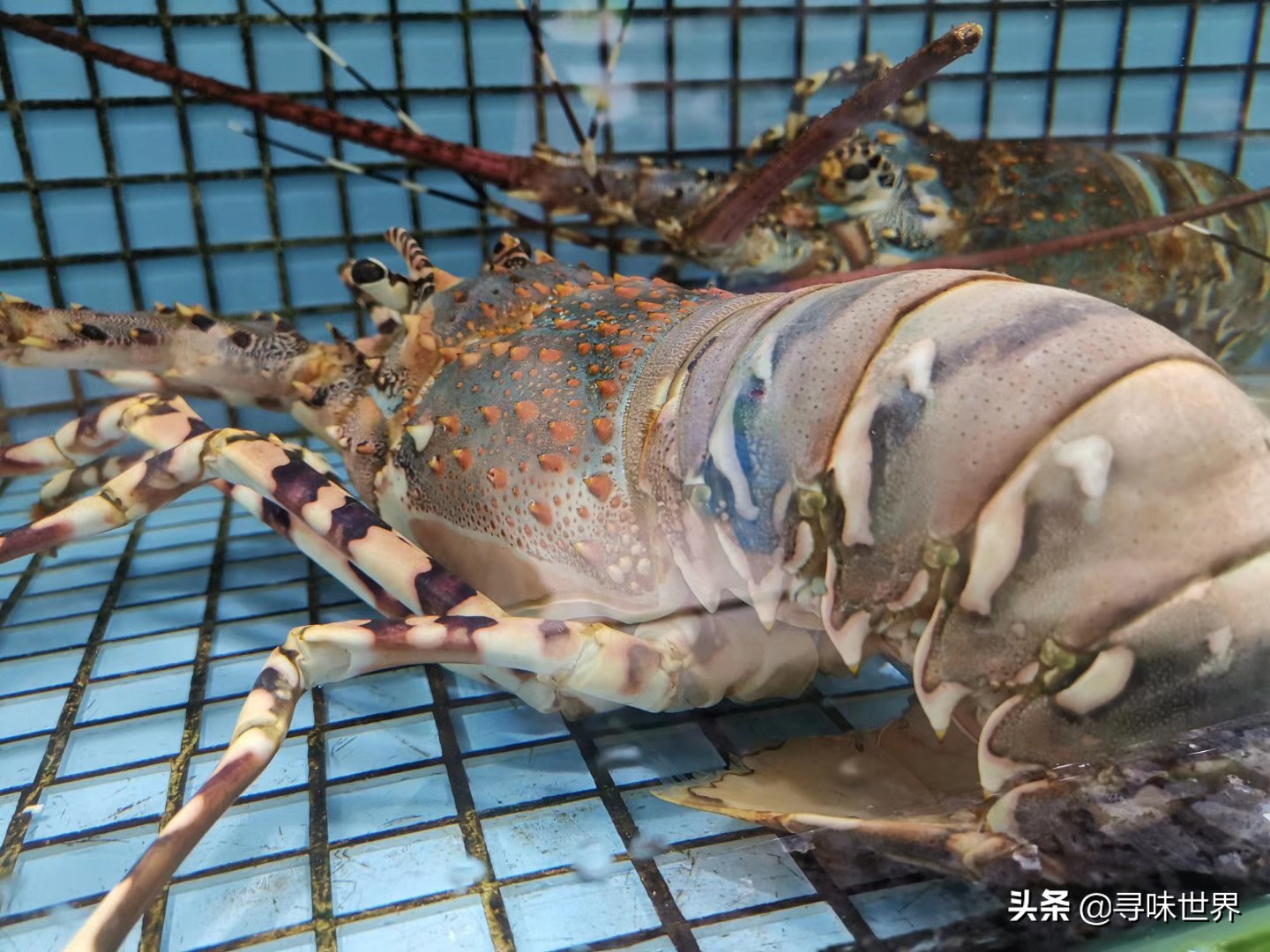 常见海鱼的品种大全及名字,海鱼的品种大全介绍