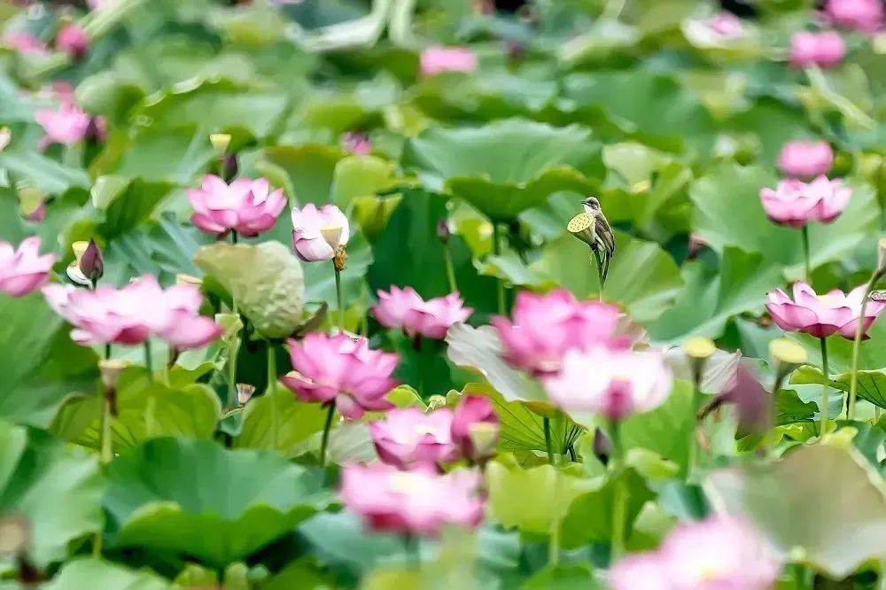 南京哪些景点免费开放啊,南京免费公园景点推荐