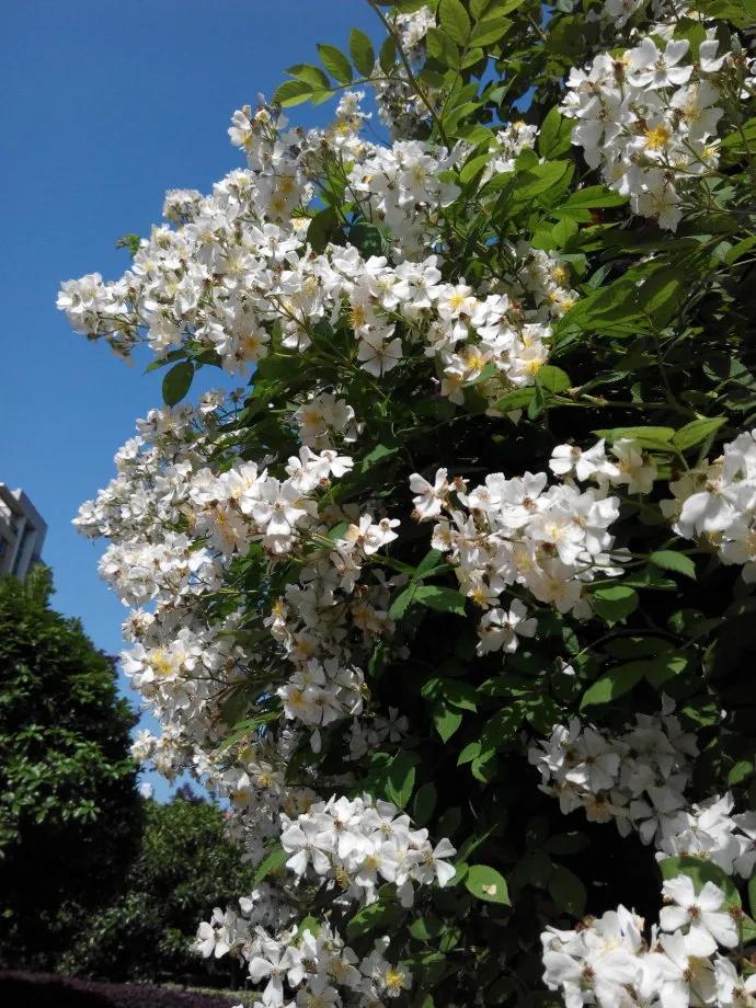花开荼蘼花事了诗句,花开到荼蘼的诗句