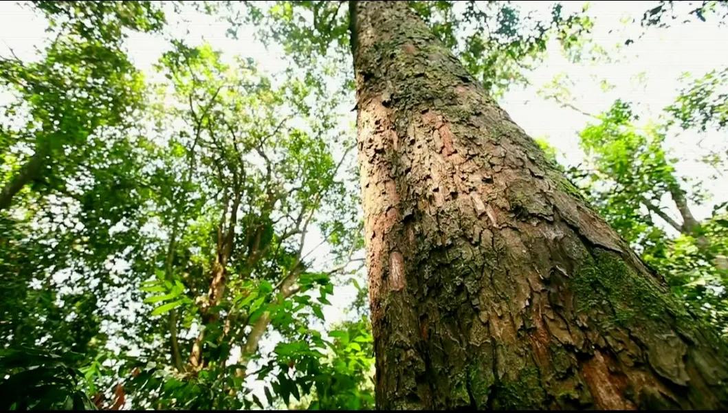 鸡翅木入选红木理由,鸡翅木最廉价的红木