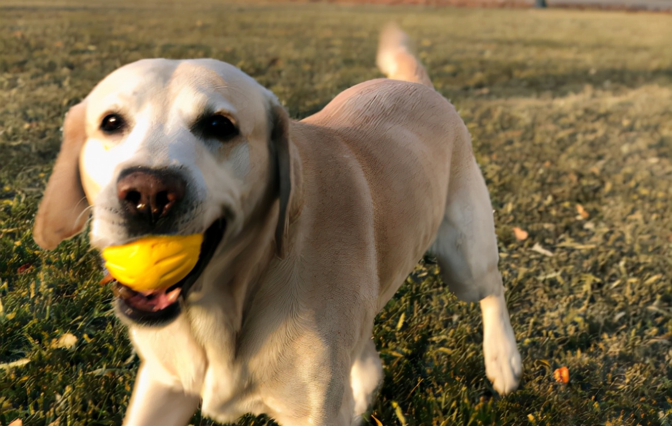拉布拉多老是弄得满身屎不想养了,拉布拉多幼犬可以一直养笼子里吗