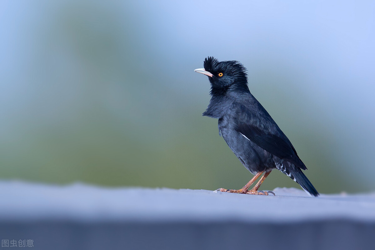 新手养八哥需要注意什么,从零开始养八哥教程