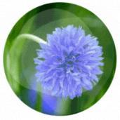 新手养柠檬树,懒人吸水花盆柠檬树