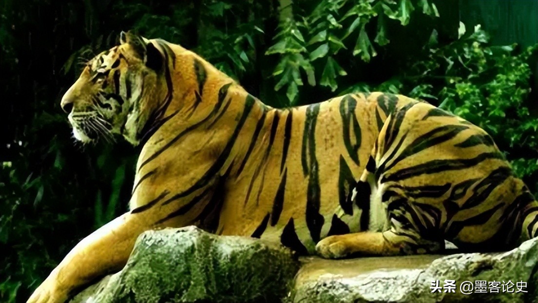 辽宁一虎王失恋，动物管理员得知连忙送一家猫，引发猫虎之战