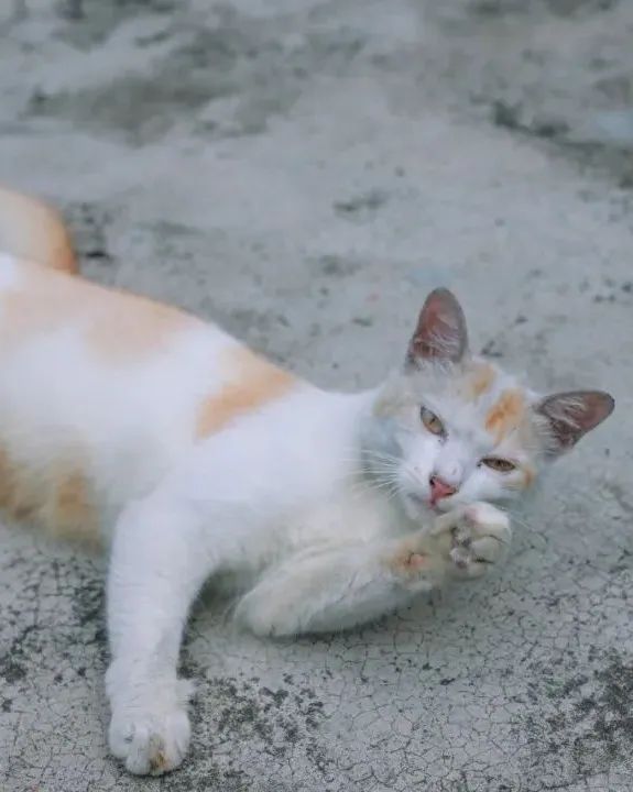 马来西亚乐高乐园自由行,马来西亚新山乐高乐园攻略