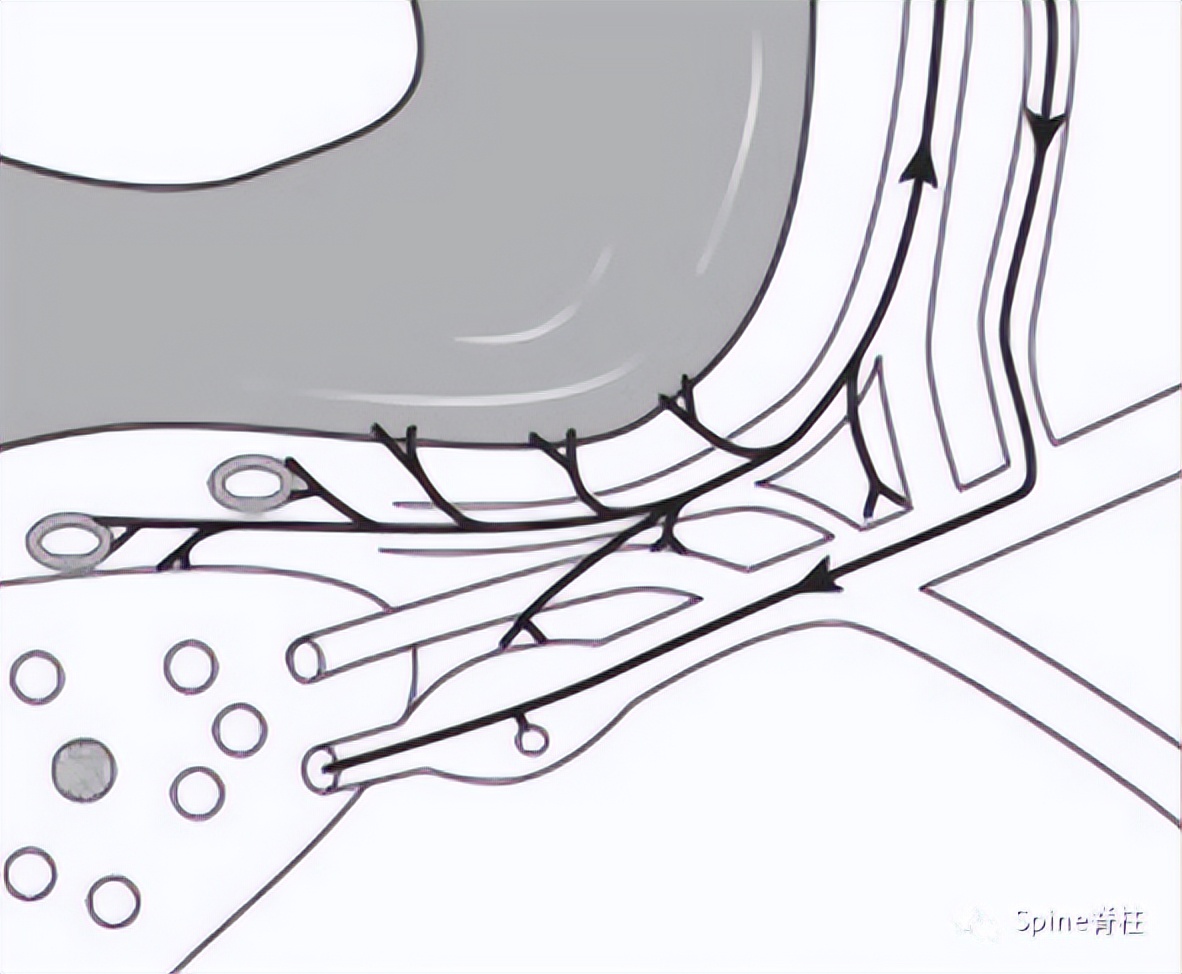脊柱神经支配疼痛区域,脊柱神经支配的脏腑