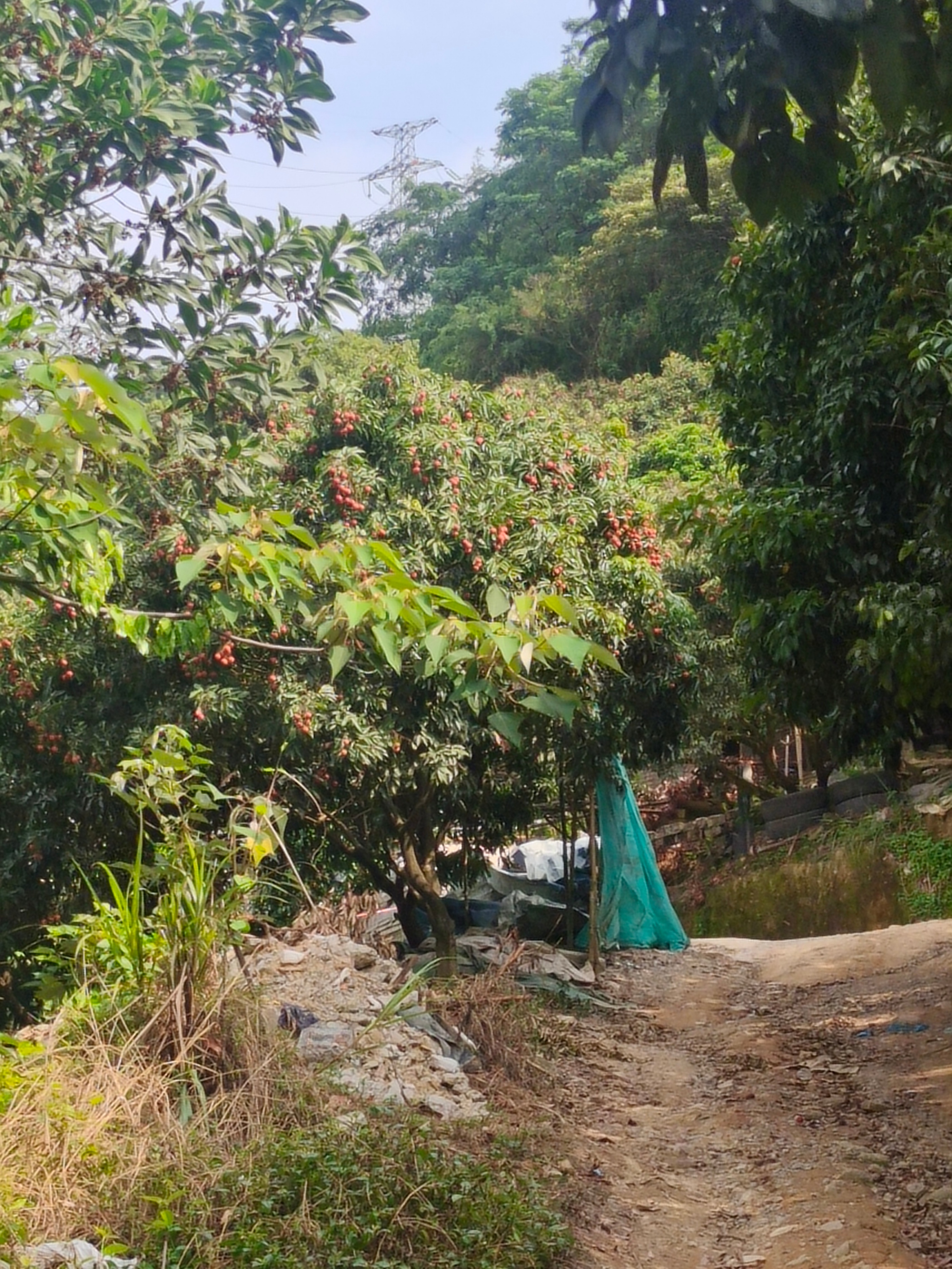 广州黄埔油麻山徒步路线图,广州天坑山徒步